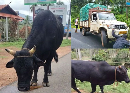 Cattle transportation